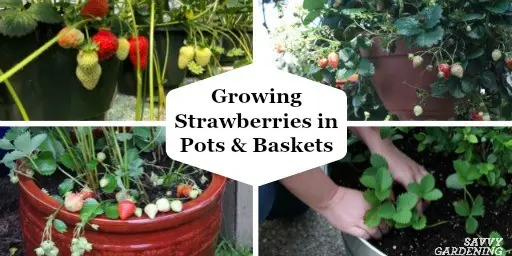 Growing strawberries in boxes above ground