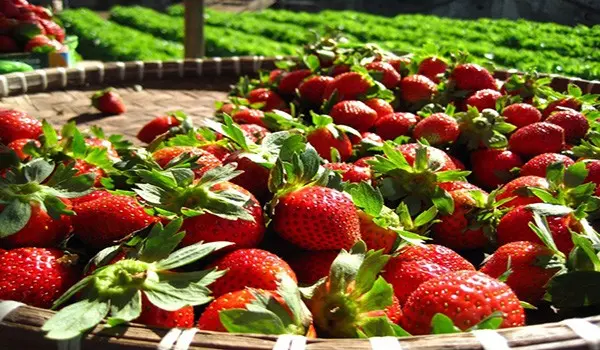 Growing strawberries in open ground: tips for gardeners
