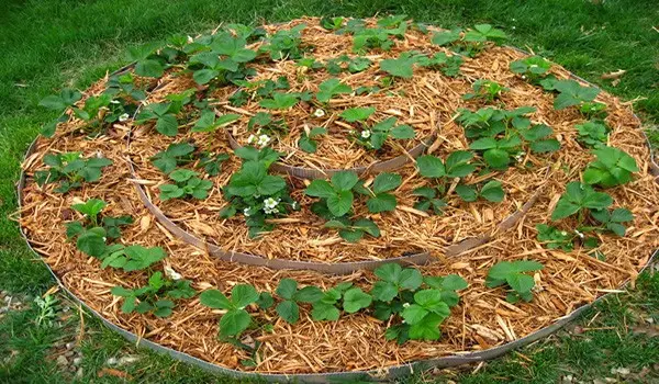 Growing strawberries in open ground: tips for gardeners
