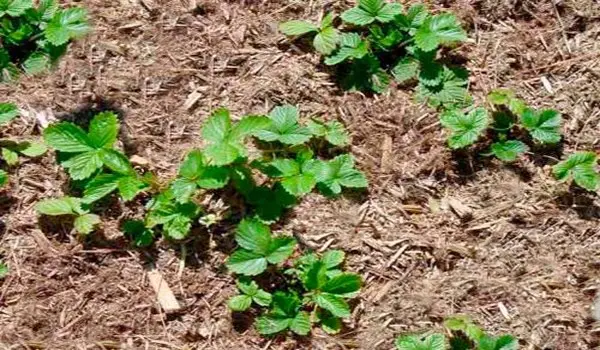 Growing strawberries in open ground: tips for gardeners