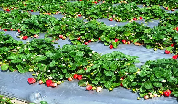 Growing strawberries in open ground: tips for gardeners