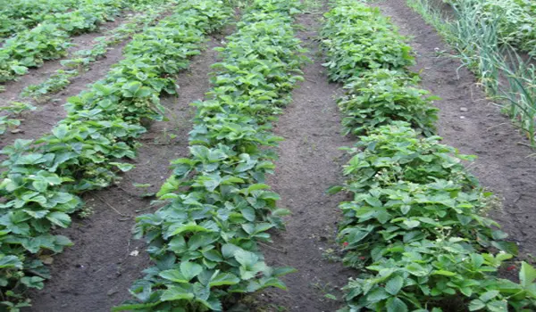 Growing strawberries in open ground: tips for gardeners