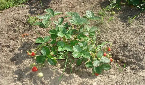 Growing strawberries in open ground: tips for gardeners