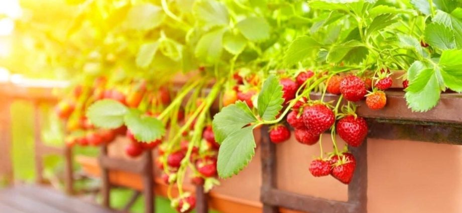 Growing strawberries in open ground: tips for gardeners