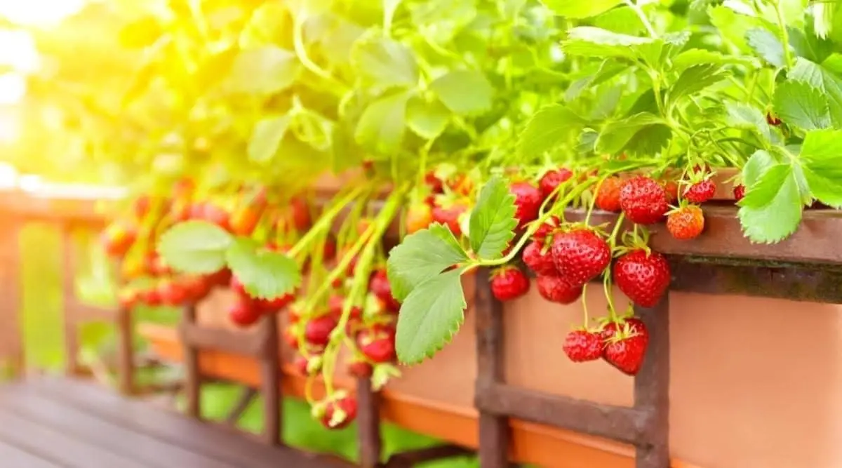 Growing strawberries in open ground: tips for gardeners