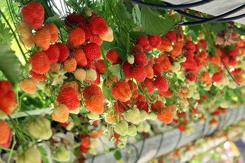 Growing strawberries in plastic bottles