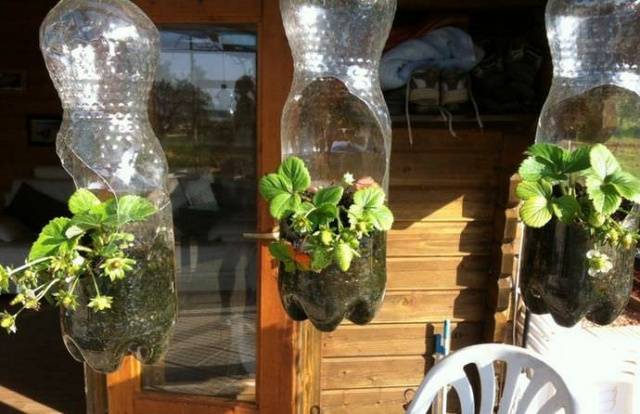 Growing strawberries in plastic bottles