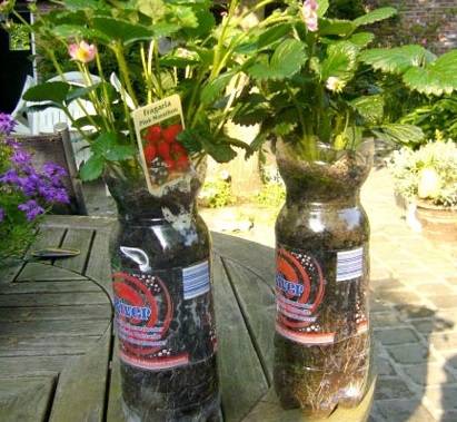 Growing strawberries in plastic bottles