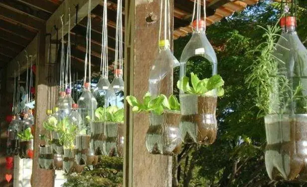 Growing strawberries in plastic bottles