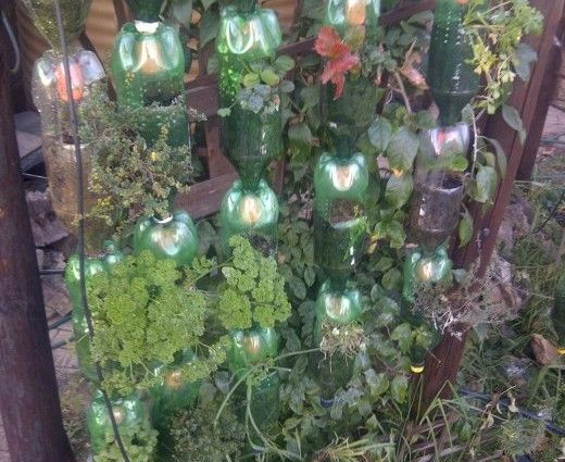 Growing strawberries in plastic bottles