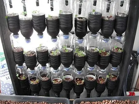 Growing strawberries in plastic bottles