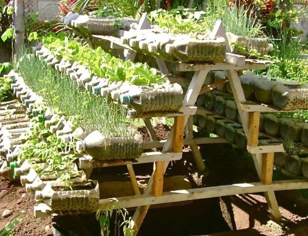 Growing strawberries in plastic bottles