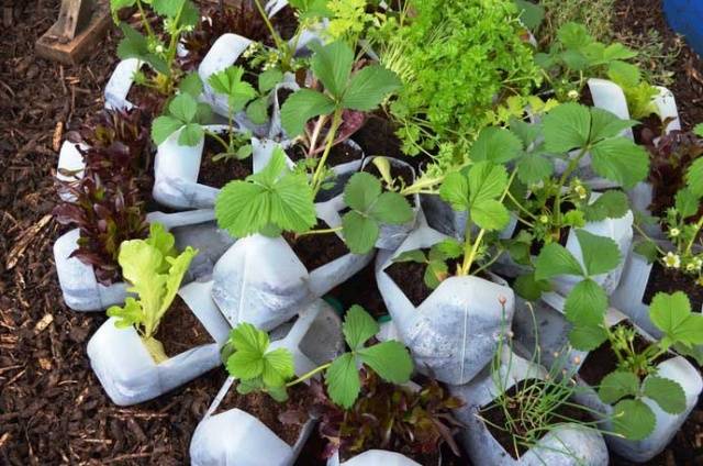 Growing strawberries in plastic bottles