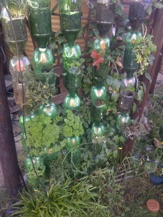 Growing strawberries in plastic bottles