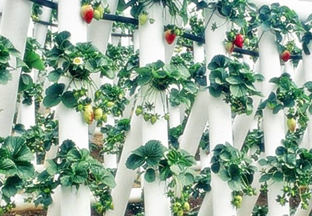 Growing strawberries in PVC pipes