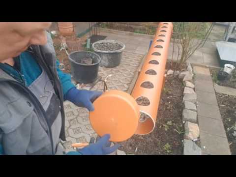 Growing strawberries in PVC pipes