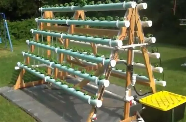 Growing strawberries in PVC pipes