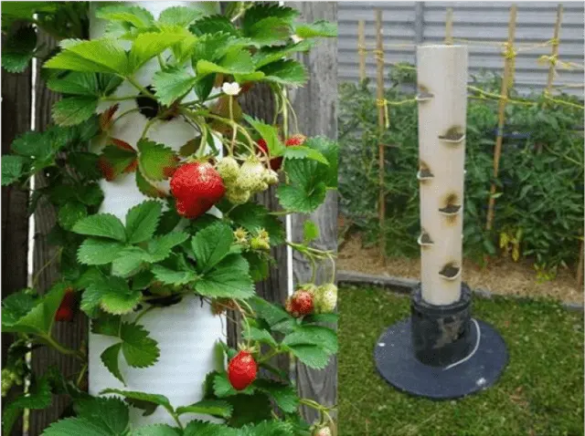 Growing strawberries in PVC pipes