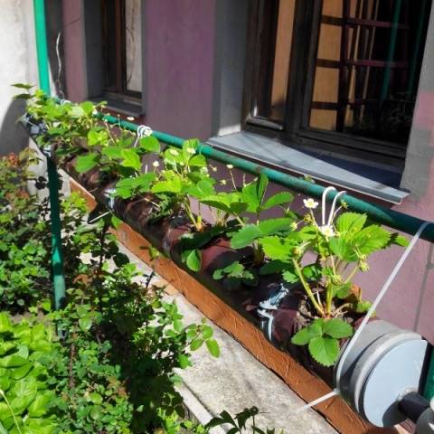 Growing strawberries in PVC pipes horizontally