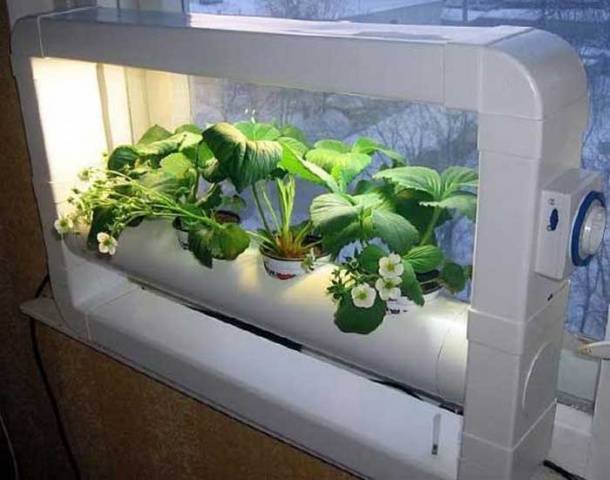 Growing strawberries in PVC pipes horizontally