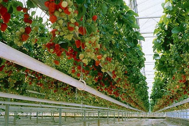 Growing strawberries in PVC pipes horizontally