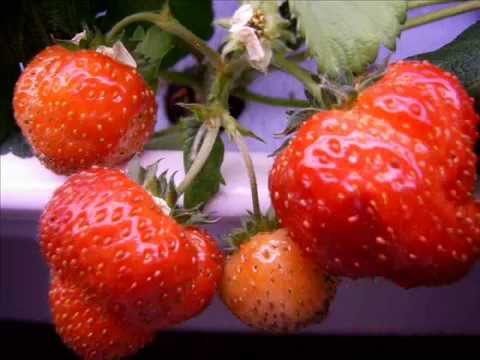 Growing strawberries in PVC pipes horizontally