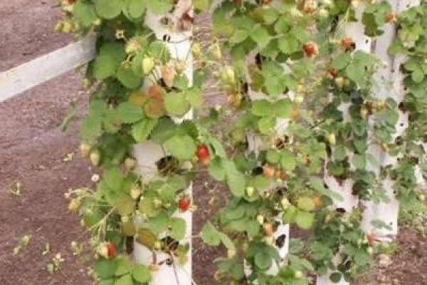 Growing strawberries in PVC pipes vertically