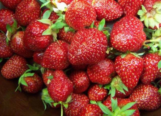 Growing strawberries in Siberia in the open field