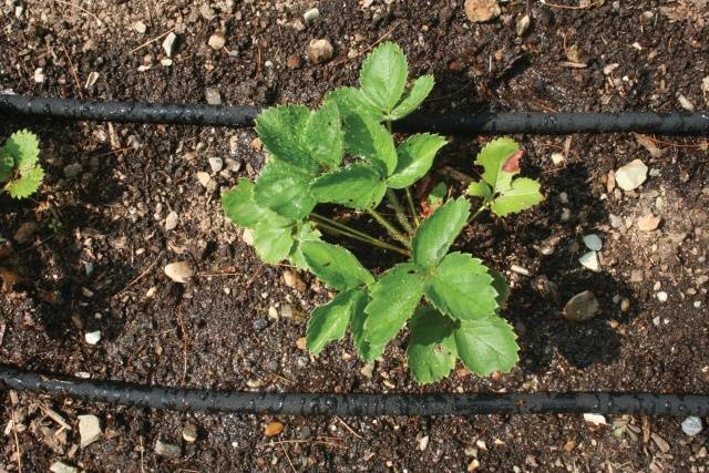 Growing strawberries in Siberia in the open field