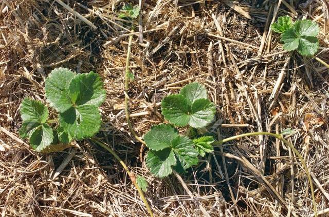 Growing strawberries in Siberia in the open field