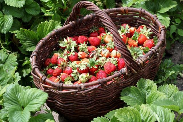 Growing strawberries in Siberia in the open field