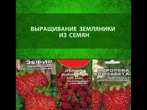 Growing strawberries in Siberia in the open field