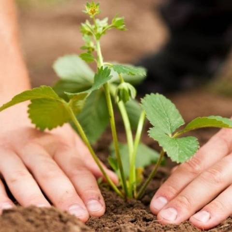 Growing strawberries in Siberia in the open field