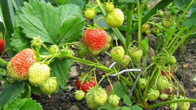 Growing strawberries in Siberia in the open field