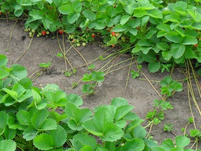 Growing strawberries in Siberia in the open field