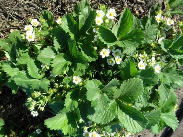 Growing strawberries in Siberia in the open field