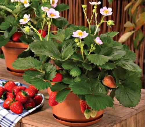 Growing strawberries on a windowsill all year round