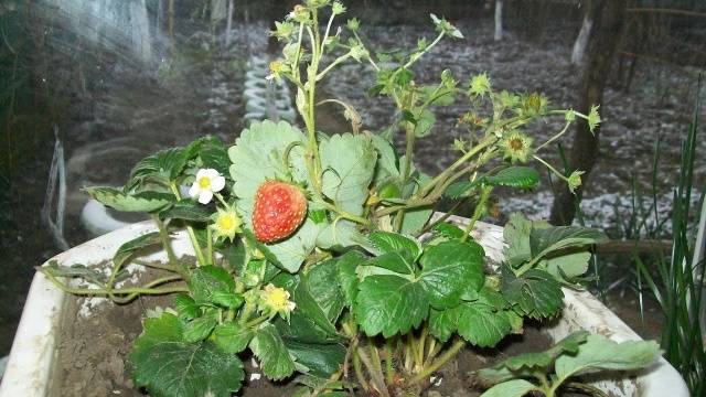 Growing strawberries on a windowsill all year round