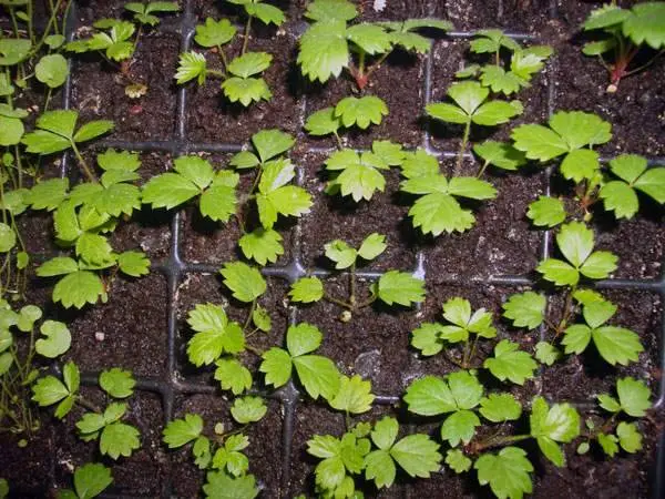 Growing strawberries on a windowsill all year round