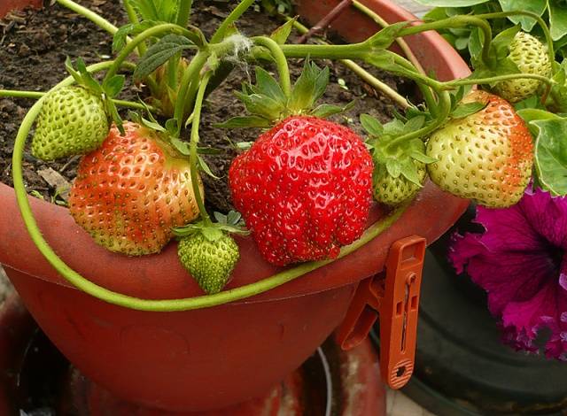 Growing strawberries on a windowsill all year round