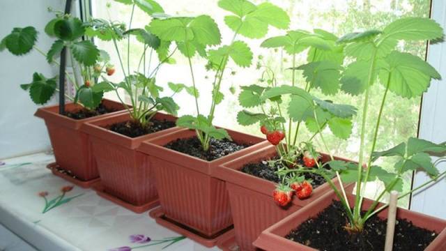 Growing strawberries on a windowsill all year round