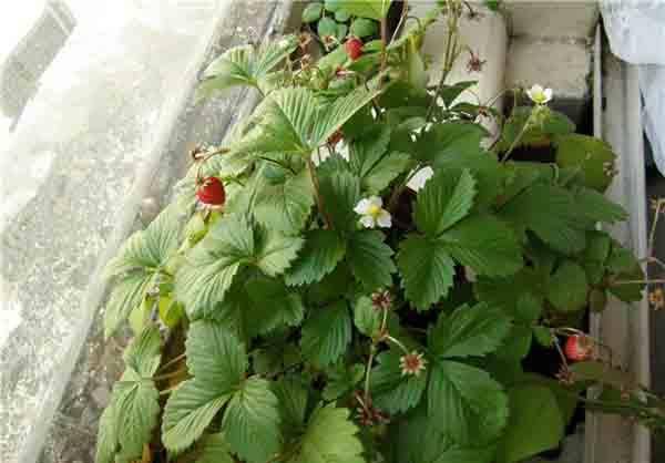 Growing strawberries on a windowsill all year round