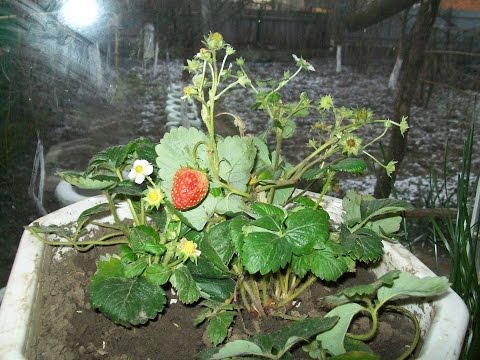 Growing strawberries on a windowsill all year round