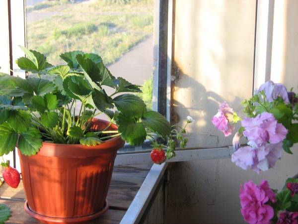 Growing strawberries on a windowsill all year round