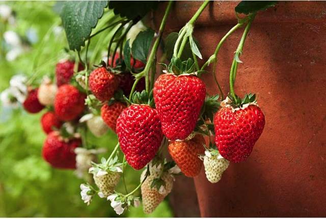 Growing strawberries on a windowsill all year round