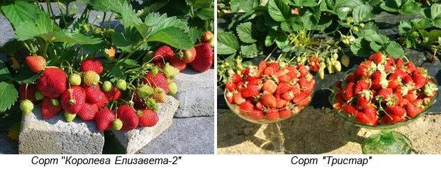 Growing strawberries on a windowsill all year round