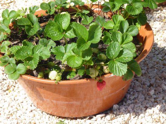 Growing strawberries on a windowsill all year round