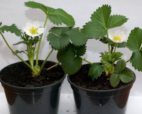 Growing strawberries on a windowsill all year round