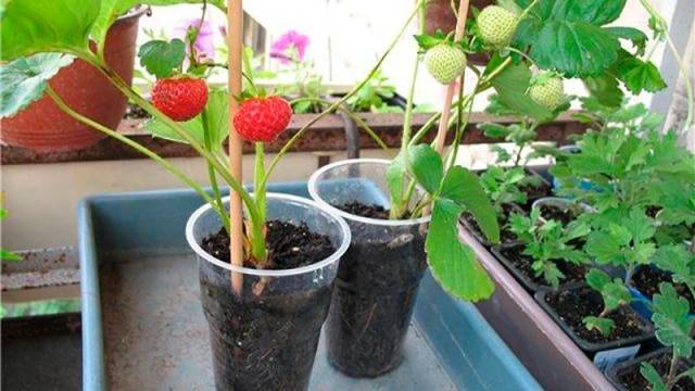 Growing strawberries on a windowsill all year round