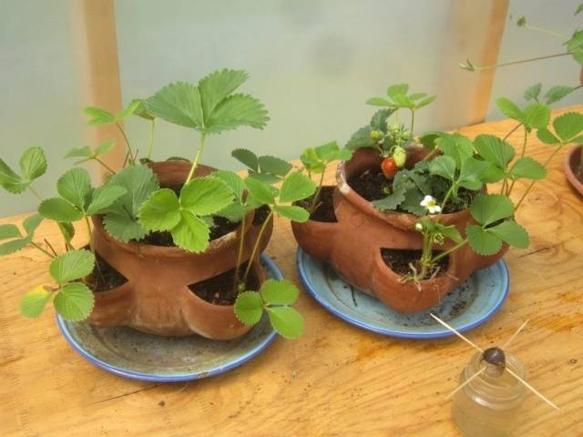 Growing strawberries on a windowsill all year round